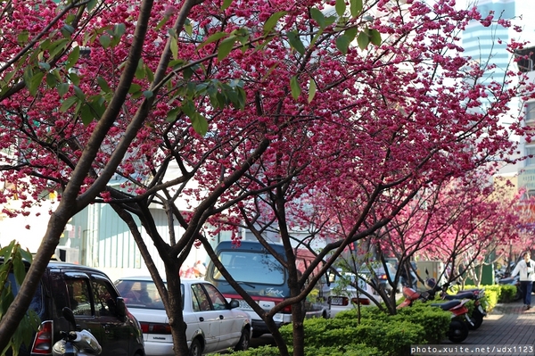 文昌國小：台中賞櫻in文昌國小~103.02.20