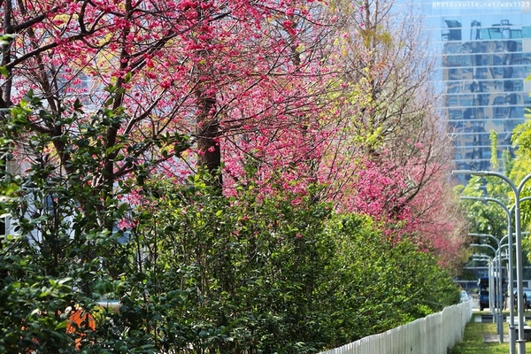 文昌國小：2014台中賞櫻景點大集合~103.02.25