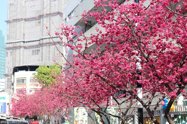 文昌國小：台中賞櫻in文昌國小~103.02.20