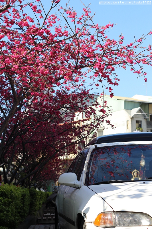 文昌國小：台中賞櫻in文昌國小~103.02.20