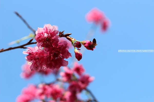 文昌國小：2014台中賞櫻景點大集合~103.02.25