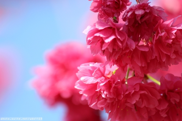 文昌國小：2014台中賞櫻景點大集合~103.02.25