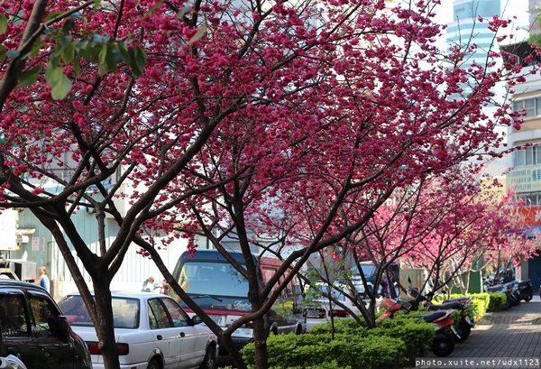 文昌國小：台中賞櫻in文昌國小~103.02.20