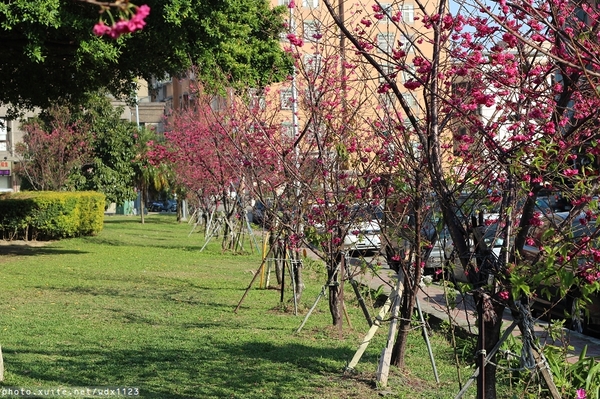 文昌國小：2014台中賞櫻景點大集合~103.02.25