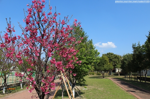 文昌國小：2014台中賞櫻景點大集合~103.02.25