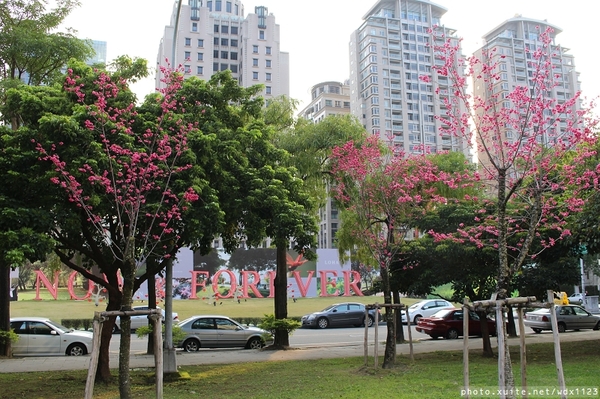 文昌國小：2014台中賞櫻景點大集合~103.02.25