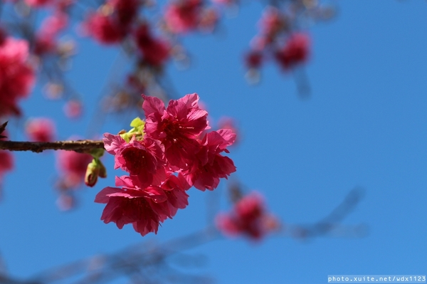 文昌國小：台中賞櫻in文昌國小~103.02.20