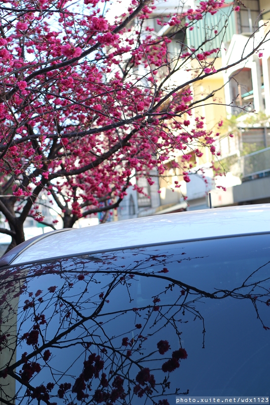 文昌國小：台中賞櫻in文昌國小~103.02.20