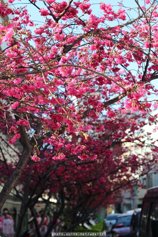 文昌國小：台中賞櫻in文昌國小~103.02.20