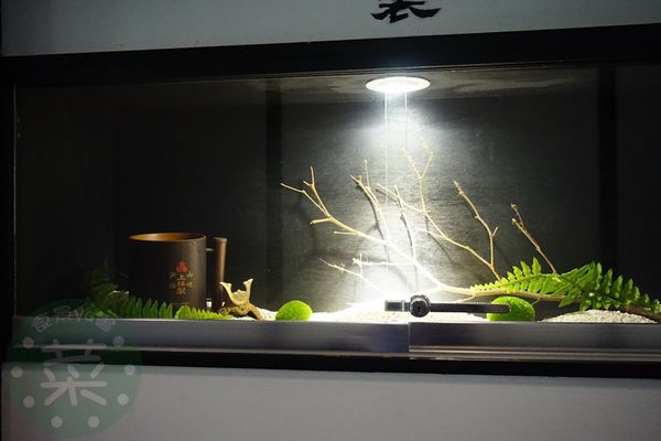 DSC08869 (複製).JPG