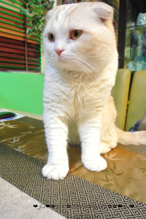 咕嚕咕嚕貓咖啡:【食記】oO。o○。台中 咕嚕咕嚕貓咖啡 po個3D立體擊掌貓拉花,療癒一下大家的心情~快來喝嘎逼,還可以領愛評KOKO哦~oO。o○。