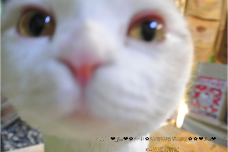 咕嚕咕嚕貓咖啡:【食記】oO。o○。台中 咕嚕咕嚕貓咖啡 po個3D立體擊掌貓拉花,療癒一下大家的心情~快來喝嘎逼,還可以領愛評KOKO哦~oO。o○。