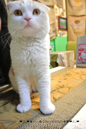 咕嚕咕嚕貓咖啡:【食記】oO。o○。台中 咕嚕咕嚕貓咖啡 po個3D立體擊掌貓拉花,療癒一下大家的心情~快來喝嘎逼,還可以領愛評KOKO哦~oO。o○。