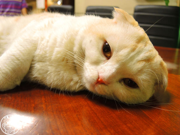 咕嚕貓咖啡館:呷飽祙【台中西區・咕嚕咕嚕貓咖啡】有萌貓陪伴喝立體拉花