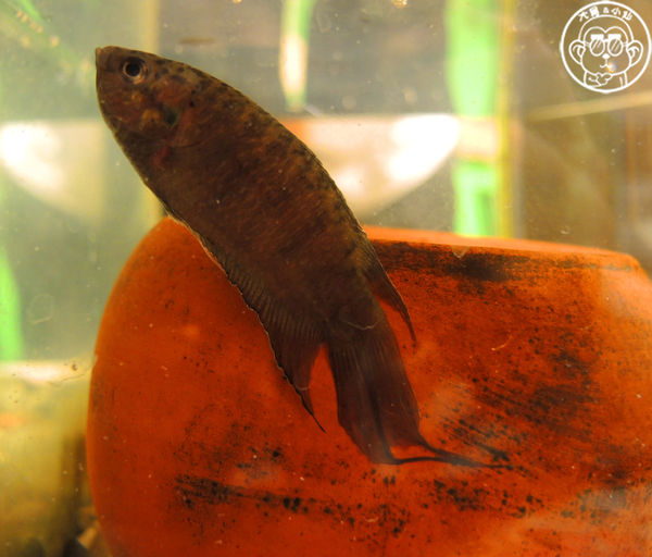 咕嚕貓咖啡館:呷飽祙【台中西區・咕嚕咕嚕貓咖啡】有萌貓陪伴喝立體拉花