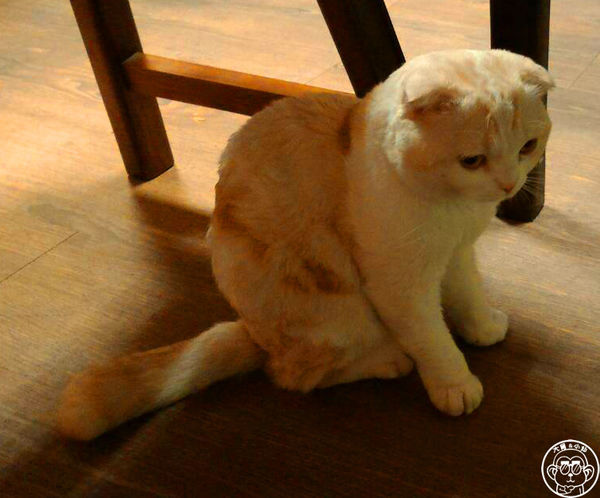 咕嚕貓咖啡館:呷飽祙【台中西區・咕嚕咕嚕貓咖啡】有萌貓陪伴喝立體拉花