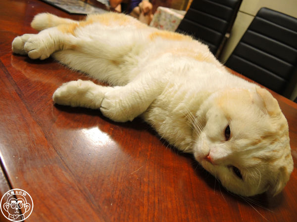 咕嚕貓咖啡館:呷飽祙【台中西區・咕嚕咕嚕貓咖啡】有萌貓陪伴喝立體拉花