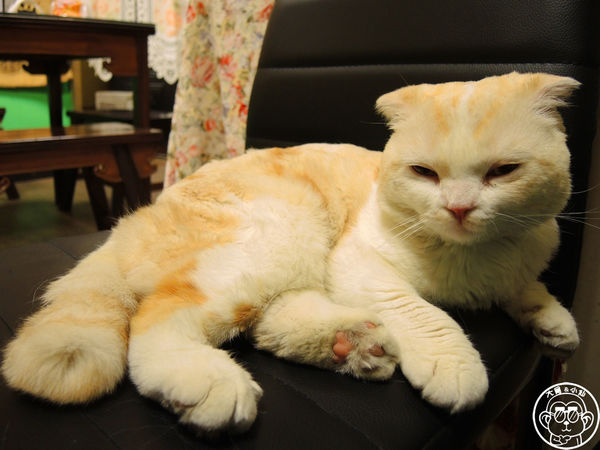 咕嚕貓咖啡館:呷飽祙【台中西區・咕嚕咕嚕貓咖啡】有萌貓陪伴喝立體拉花