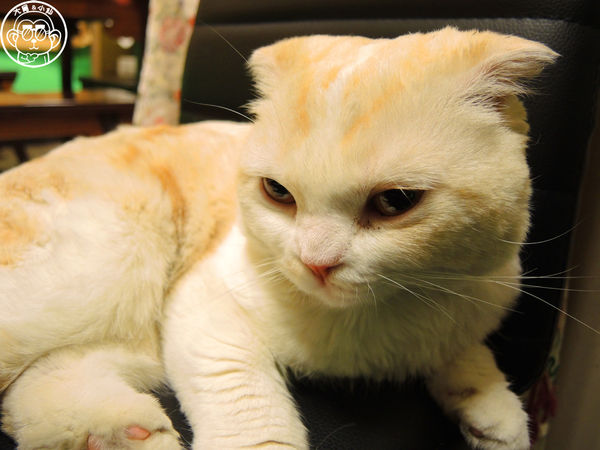 咕嚕貓咖啡館:呷飽祙【台中西區・咕嚕咕嚕貓咖啡】有萌貓陪伴喝立體拉花