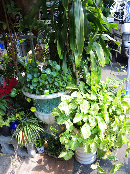 咕嚕貓咖啡館:呷飽祙【台中西區・咕嚕咕嚕貓咖啡】有萌貓陪伴喝立體拉花