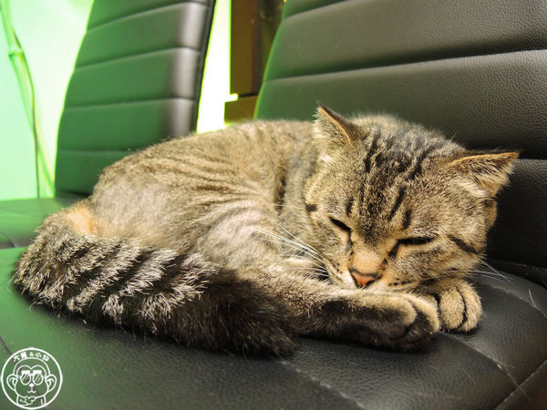 咕嚕貓咖啡館:呷飽祙【台中西區・咕嚕咕嚕貓咖啡】有萌貓陪伴喝立體拉花