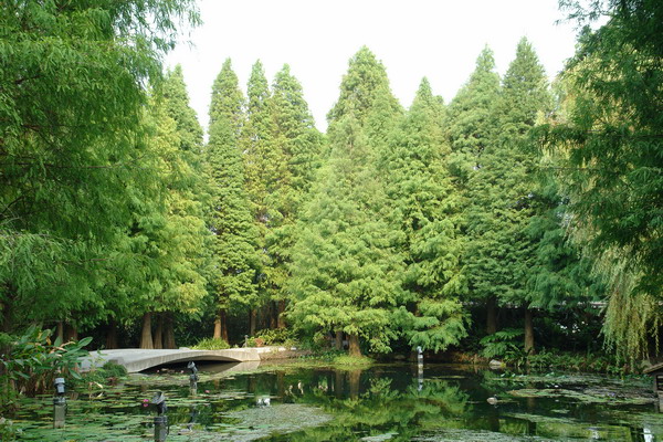 菁芳園 (田尾休閒農場)(Tenway Eco-Leisure Farm)：菁芳園--落羽松還沒紅