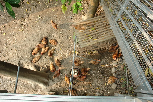 菁芳園 (田尾休閒農場)(Tenway Eco-Leisure Farm)：菁芳園--落羽松還沒紅