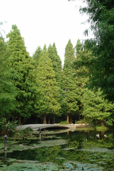 菁芳園 (田尾休閒農場)(Tenway Eco-Leisure Farm)：菁芳園--落羽松還沒紅