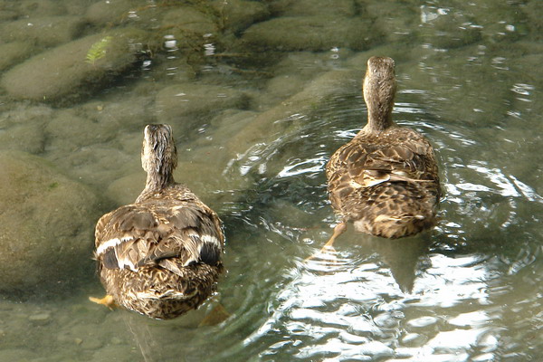 菁芳園 (田尾休閒農場)(Tenway Eco-Leisure Farm)：菁芳園--落羽松還沒紅