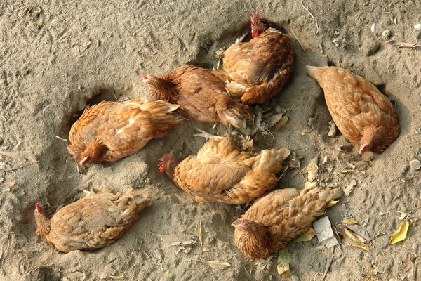 菁芳園 (田尾休閒農場)(Tenway Eco-Leisure Farm)：菁芳園--落羽松還沒紅