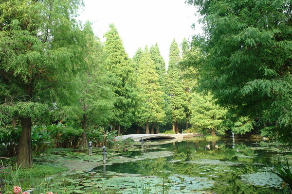 菁芳園 (田尾休閒農場)(Tenway Eco-Leisure Farm)：菁芳園--落羽松還沒紅