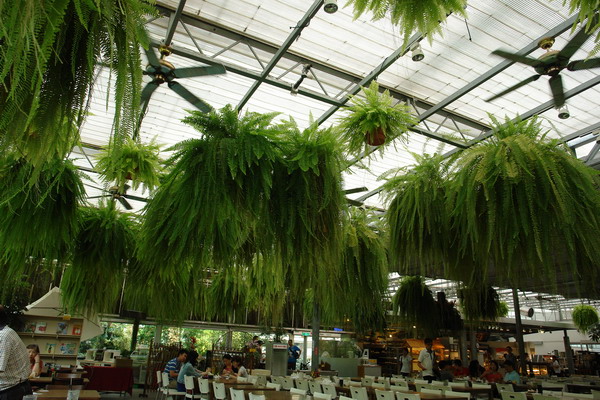 菁芳園 (田尾休閒農場)(Tenway Eco-Leisure Farm)：菁芳園--落羽松還沒紅