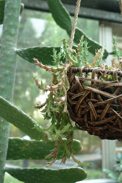 菁芳園 (田尾休閒農場)(Tenway Eco-Leisure Farm)：菁芳園--落羽松還沒紅