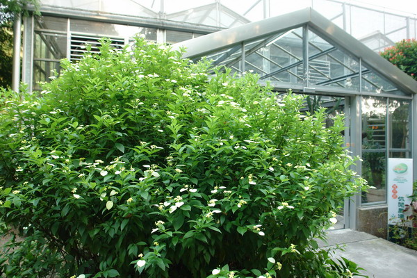 菁芳園 (田尾休閒農場)(Tenway Eco-Leisure Farm)：菁芳園--落羽松還沒紅