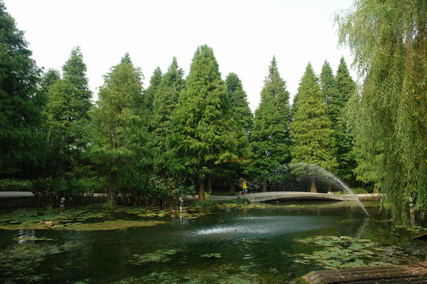菁芳園 (田尾休閒農場)(Tenway Eco-Leisure Farm)：菁芳園--落羽松還沒紅