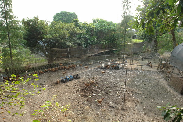 菁芳園 (田尾休閒農場)(Tenway Eco-Leisure Farm)：菁芳園--落羽松還沒紅