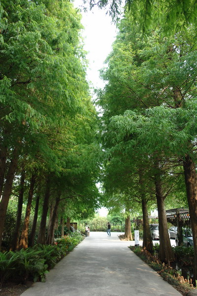 菁芳園 (田尾休閒農場)(Tenway Eco-Leisure Farm)：菁芳園--落羽松還沒紅