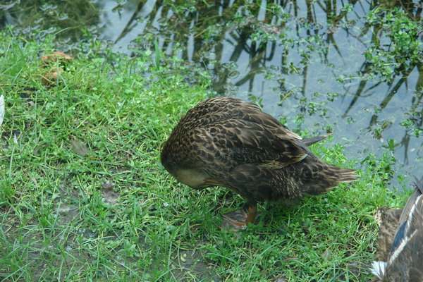 菁芳園 (田尾休閒農場)(Tenway Eco-Leisure Farm)：菁芳園--落羽松還沒紅