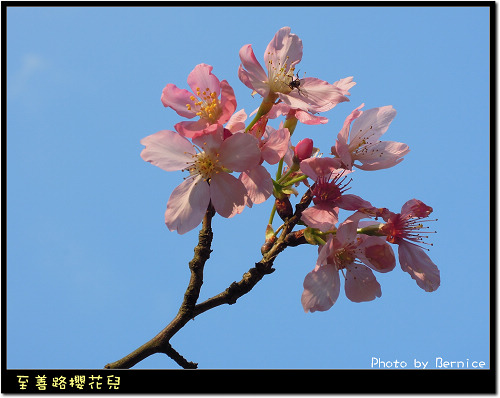 0216 2-至善路櫻花兒03