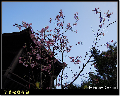 0216 2-至善路櫻花兒01
