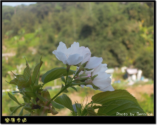 0215 1-樂康步道09