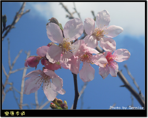 0215 1-樂康步道11