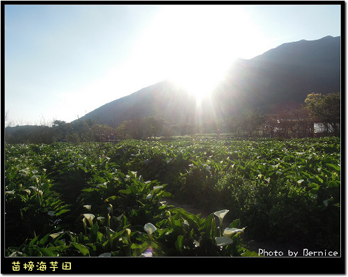 0223 苗榜海芋田12