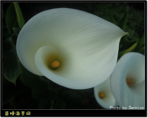 0223 苗榜海芋田19