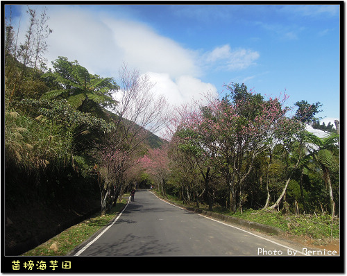 0223 苗榜海芋田01