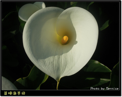 0223 苗榜海芋田09