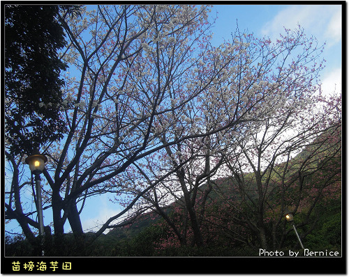 0223 苗榜海芋田02