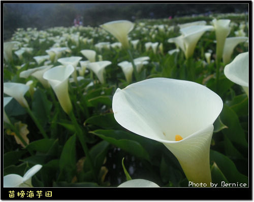 0223 苗榜海芋田15