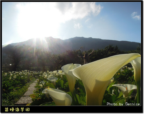0223 苗榜海芋田07