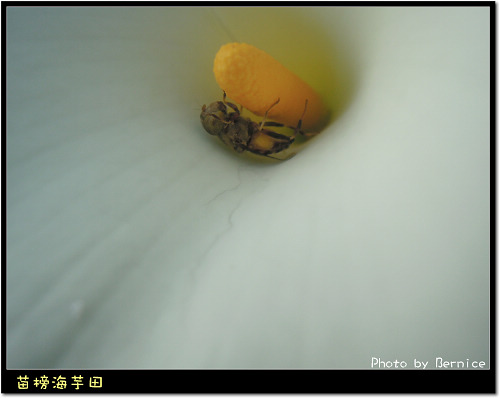 0223 苗榜海芋田18